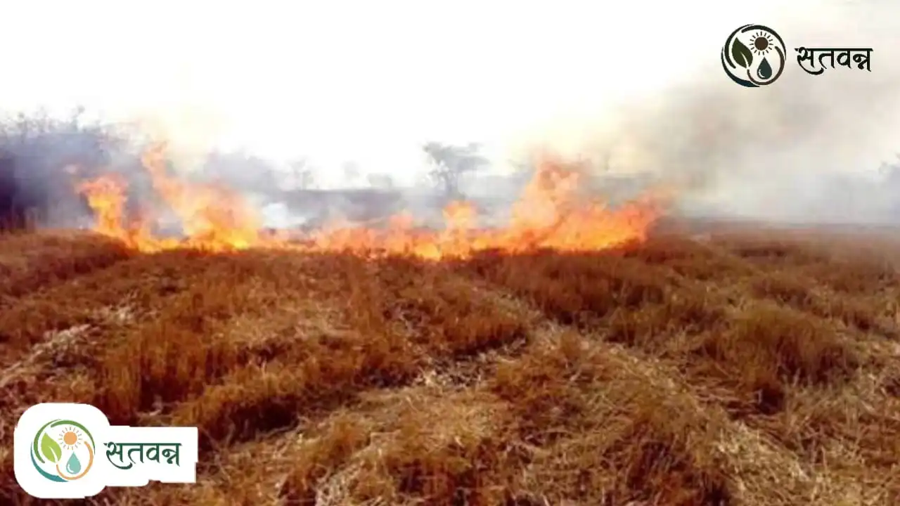 Cluster Bean Farming