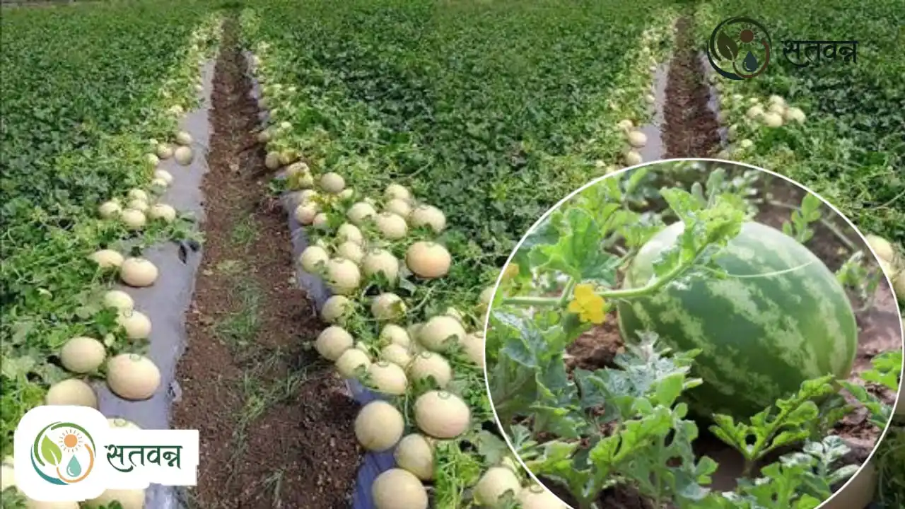 Watermelon Farming