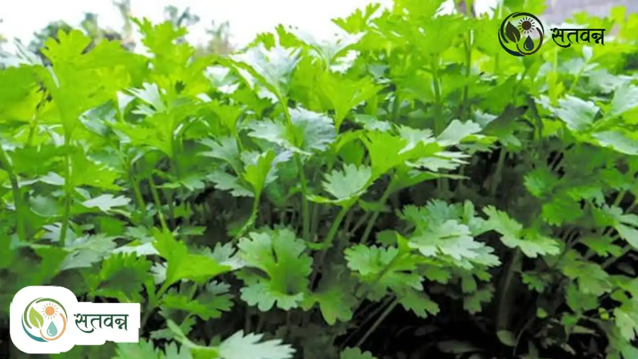 Coriander Farming Tips