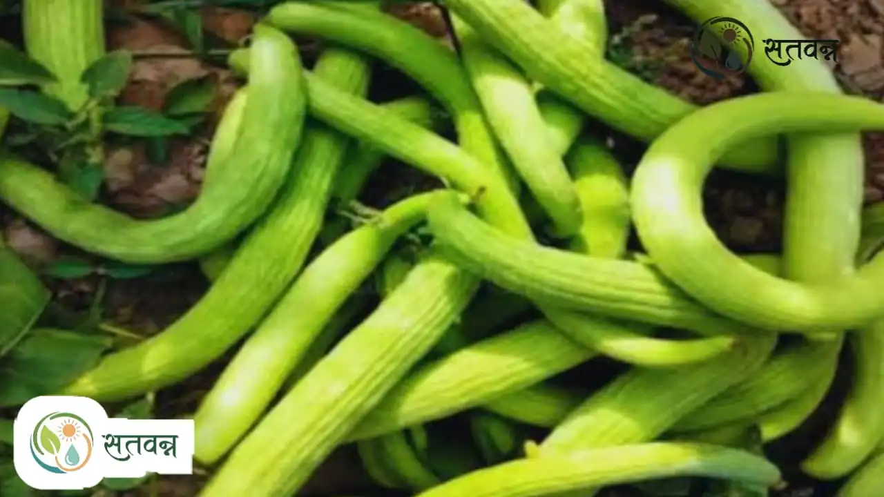 Sour Cucumber Farming