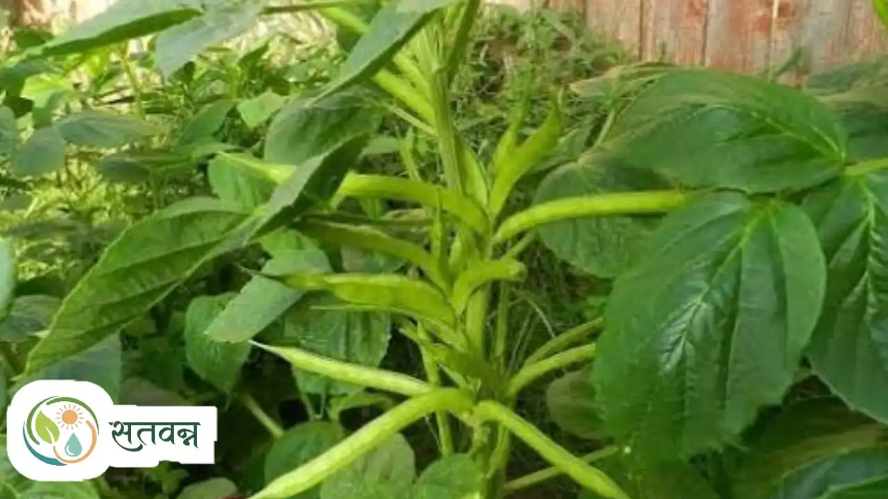 Cluster Bean Farming
